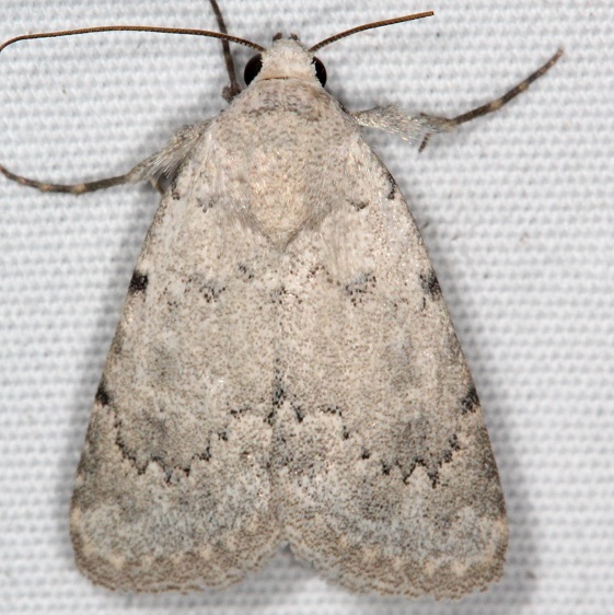 10049-Leucocnemis-perfundis-Campsite-119-Falcon-St-Pk-Texas-10-23-16-2