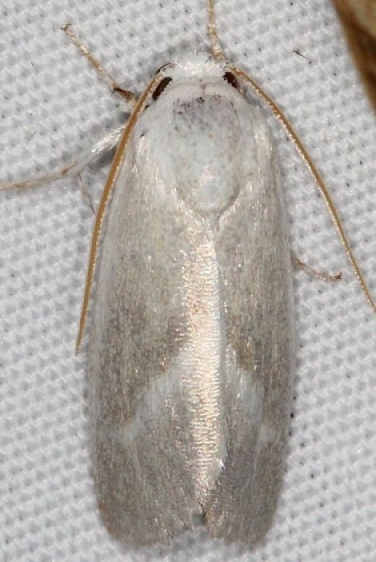 10050 Leucocnemis nivalis Campsite 119 Falcon St Pk 10-22-16_opt