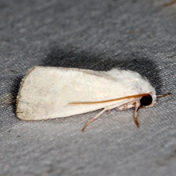10050 Leucocnemis nivalis Campsite 119 Falcon St Pk Texas 10-26-16