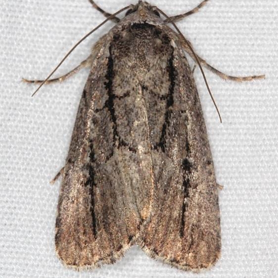 10059 Brown-lined Sallow Moth Ash Rapids Lodge Lake of the Woods Ont 7-23-17 (37)_opt