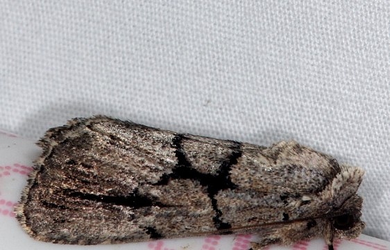 10066.1 Broad-lined Sallow Moth Burr Oak St Pk 6-27-14