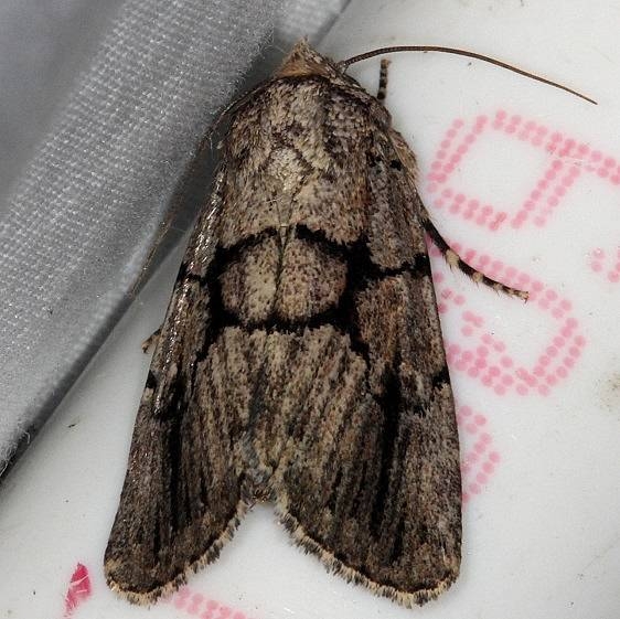 10066.1 Broad-lined Sallow Moth Burr Oak St Pk Oh 6-27-14