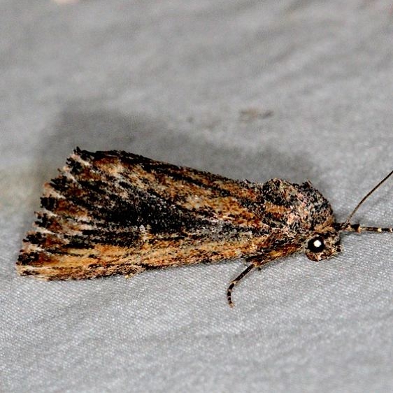 10125 Sympistis laticosta Devil's Canyon Campground National Forest Utah 6-7-17 (131)_opt