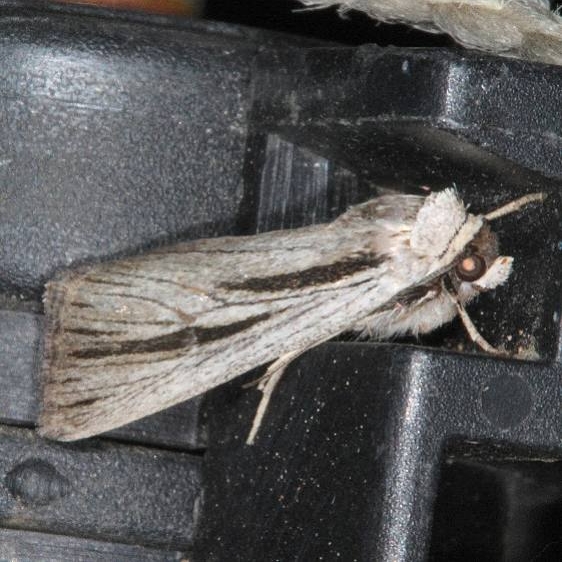 10127 Sympiatia nigocaput White House Campground Grand Staircase Escalante Utah 5-26-17 (20)_opt