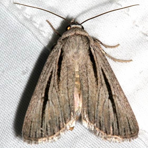 10127 Sympistis nigrocaput Colorado National Monument 6-17-17 (316)_opt