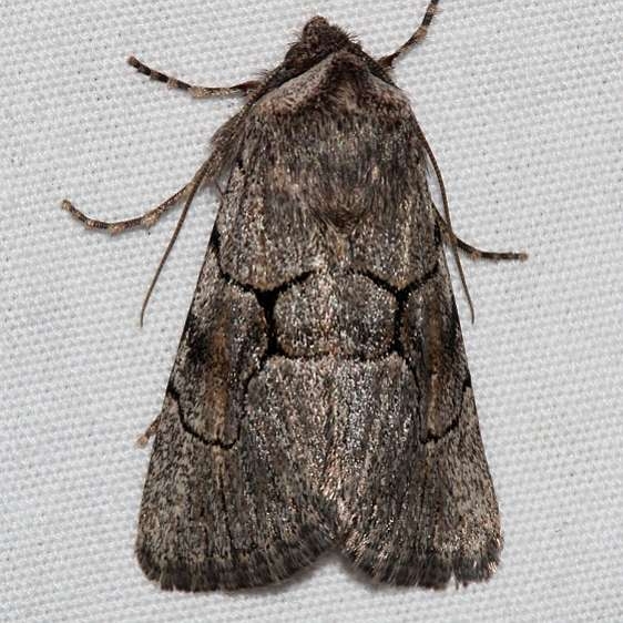 10130 Sympistis figurata Black Canyon at the Gunnison Natl Pk Colorado 6-15-17 (317)_opt