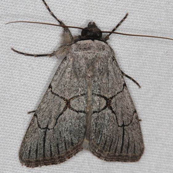 10131.1 Sympistis greyi Devil's Canyon Campground National Forest Utah 6-7-17 (56)_opt