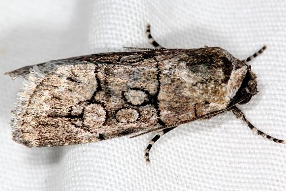 10150 Sympistis sectiloides Campsite 119 Falcon St Pk Texas 10-24-16 (1)_opt