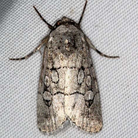 10150 Sympistis sectiloides NABA Gardens Texas 11-1-16_opt