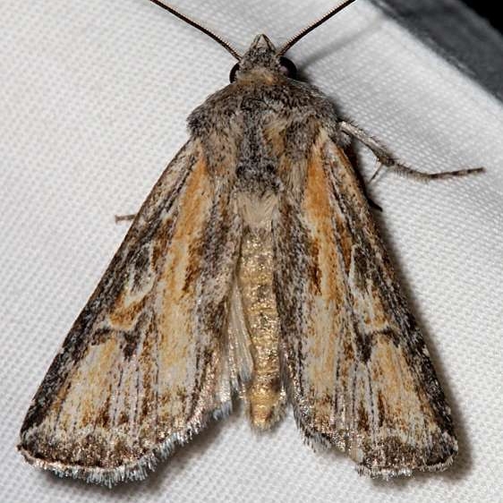 10176 Rhizagrotis stylata Colorado National Monument 6-17-17 (80)_opt