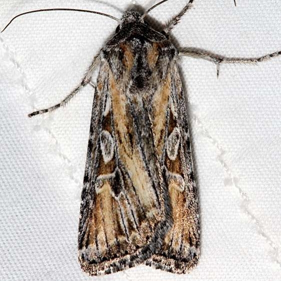 10176 Rhizagrotis stylata Colorado National Monument 6-17-17 (51)_opt
