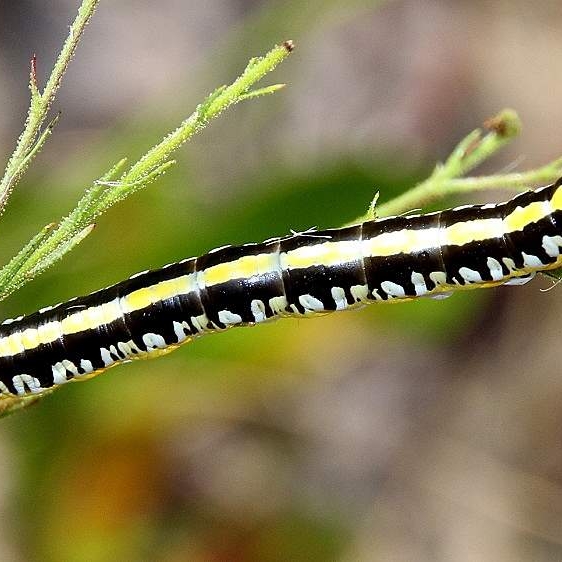 10190 Cuccullia speyeri Caterpilar Garden of Eden TNC prop Bristle Fl 9-18-18 (24)_opt