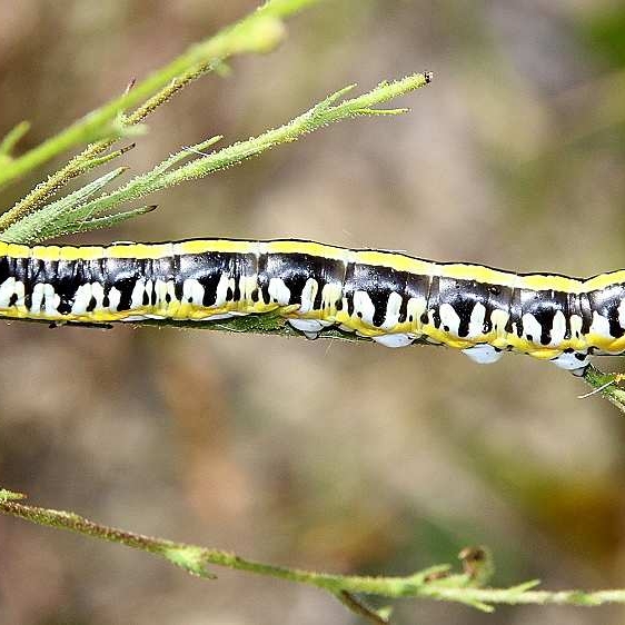 10190 Cuccullia speyeri Caterpilar Garden of Eden TNC prop Bristle Fl 9-18-18 (25)_opt