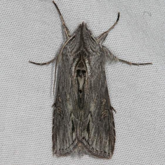 10191 Cucullia laetifica Pine Lake campground Dixie Natl Forest Utah 6-2-17 (37)_opt