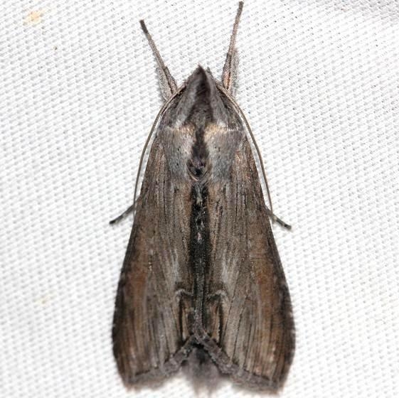 10200 Asteroid Moth yard 8-29-12