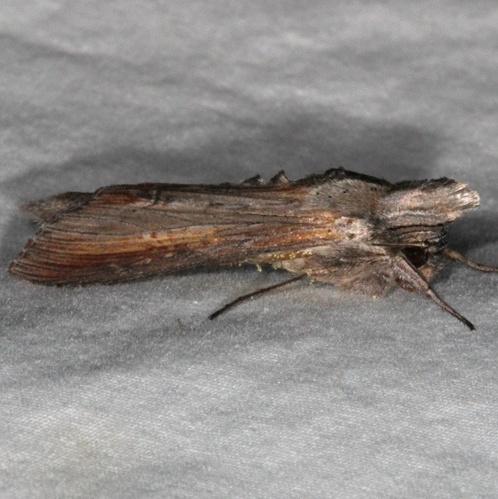10200-Asteroid-Moth-yard-8-5-15