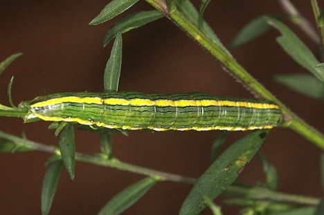 10200 The Asteroid Moth Caterpillar on Aster yard 9-2-14