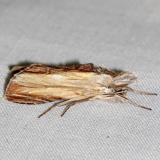 10202 Brown Hooded Owlet Moth yard 8-20-12
