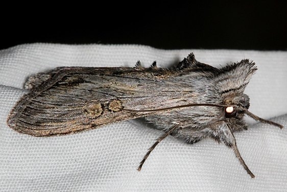 10206 Cucullia antopoda Rocky Mtn Natl Pk Colorado 6-24-17 (20)_opt