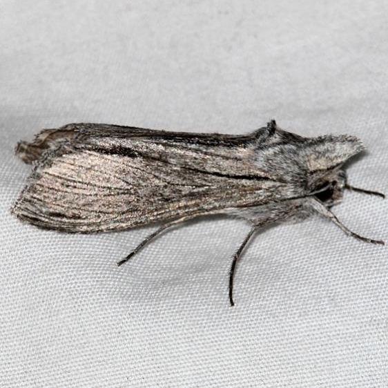 10214 Cucullia astigma Colorado Natl Monument 6-16-17 (318)_opt