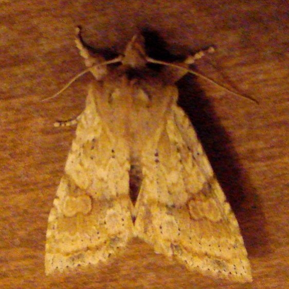 09887 Lithophane bethunei yard 11-1-08