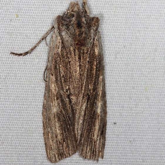 09889 Wanton Pinion Moth yard 5-31-14