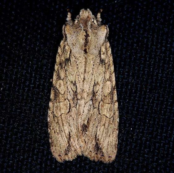 09892 Dashed Gray Pinion Moth yard 1-2-14