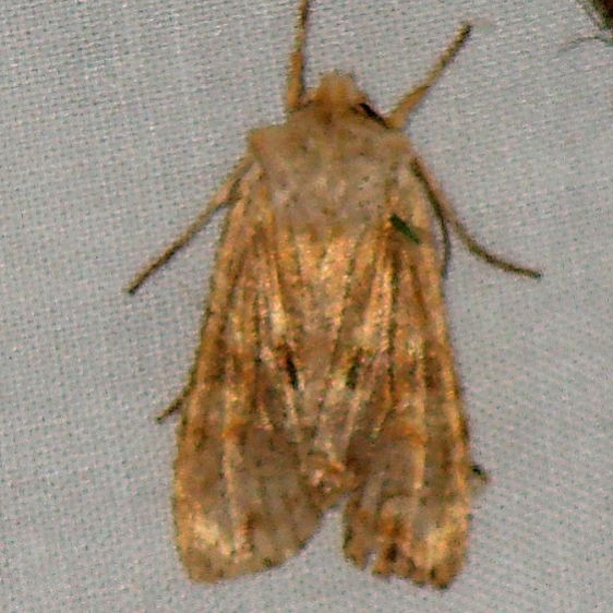 09893 Hemina Pinion Thunder Lake UP Mich 6-20-09