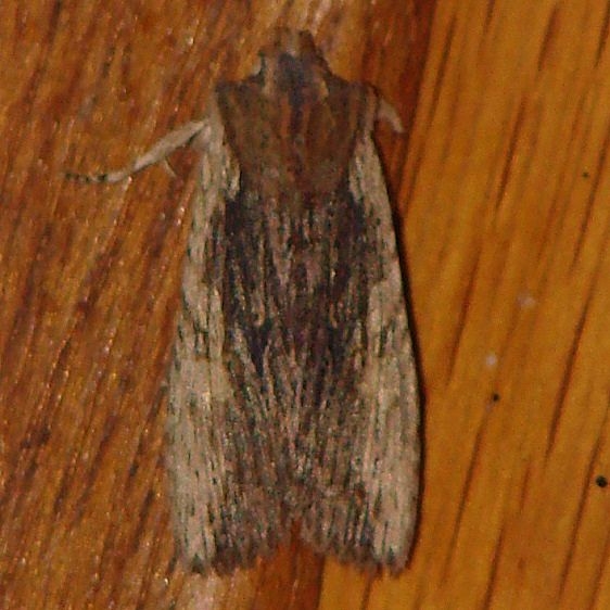 09895 Lithophane Signosa yard 11-1-08