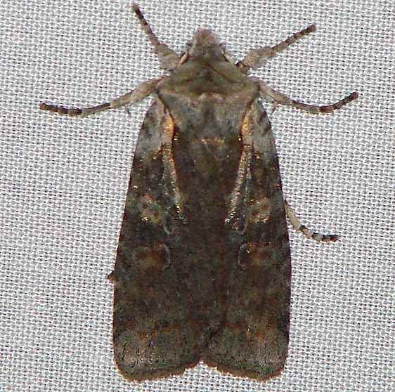 09910 Ashen Pinion yard 10-21-09