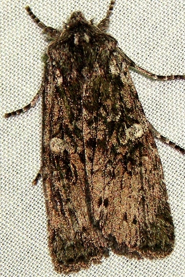 9913 Lithophane georgii Thunder Lake UP Mich 10-2-11