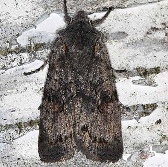 09914 Lithophane laticinerea Thunder Lake UP Mich 9-24-15