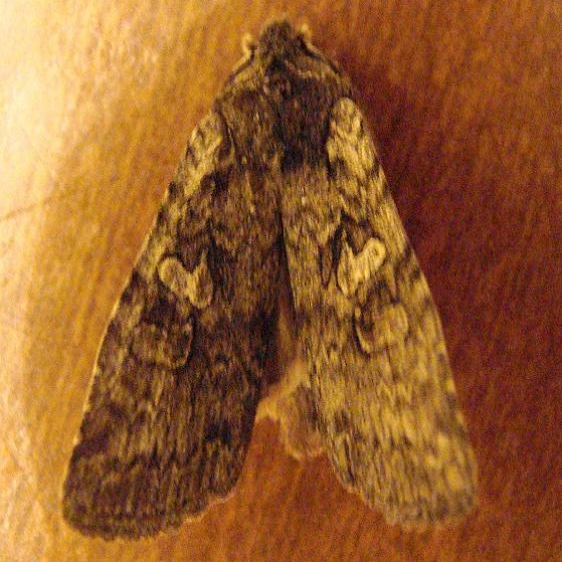 09914 Lithophane laticinerea yard 11-1-08
