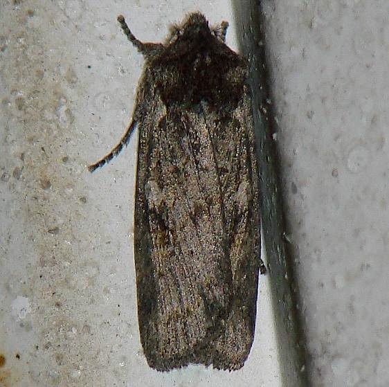 09916 Dowdy Pinion yarda 11-17-09