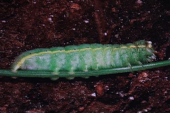 09916 Lithophane unimoda Basswood Lake BWCA Minn 7-3-13a_opt