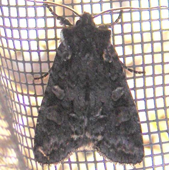 09922 Lithophane pexata Shingleton Bog UP Mich 10-6-11_opt
