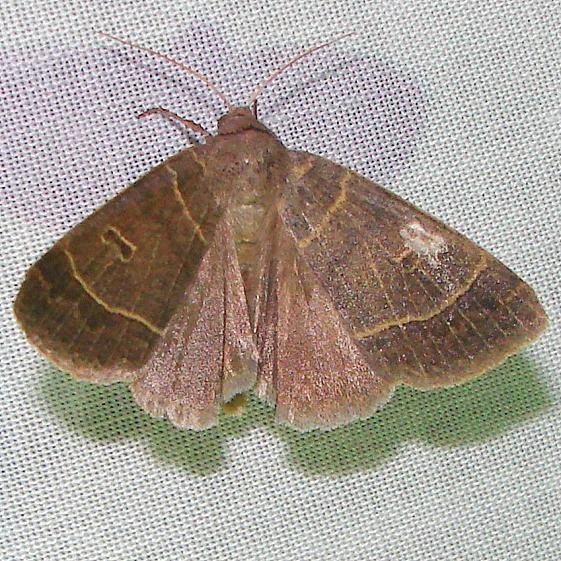 09936 Morrison's Sallow Moth Gold Head Branch State Park 2-16-12