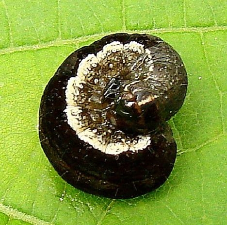 9939 Lost Sallow Caterpillar Davidson Swamp Delaware Co 6-8-09