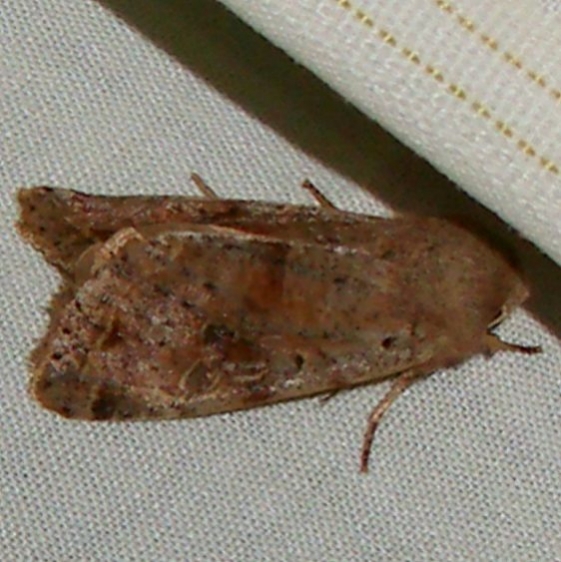 09942 Red-winged Sallow yard Orient 4-13-11_opt