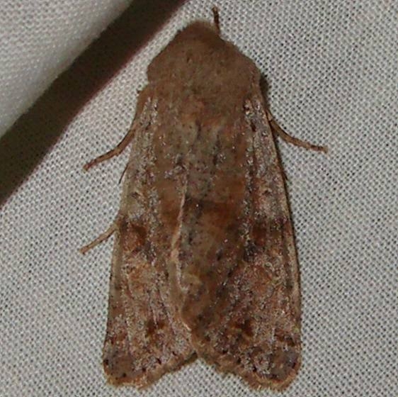 09942 Red-winged Sallow yard Orient Oh 4-13-11_opt