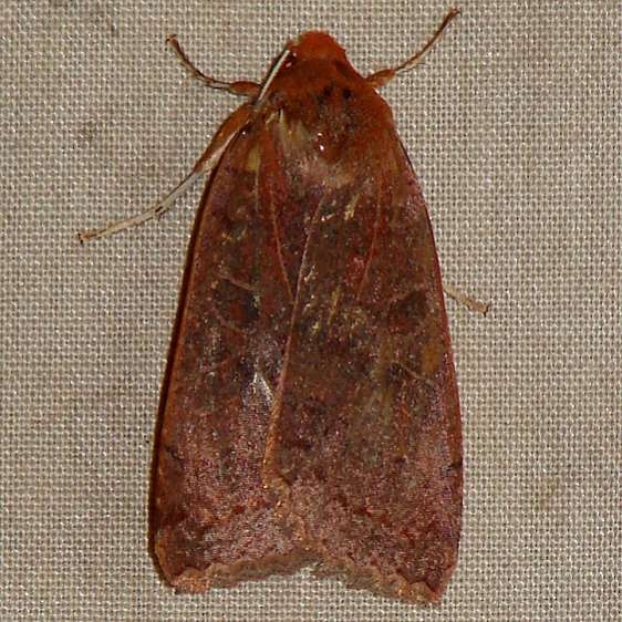 09944 Roadside Sallow yard 11-9-09