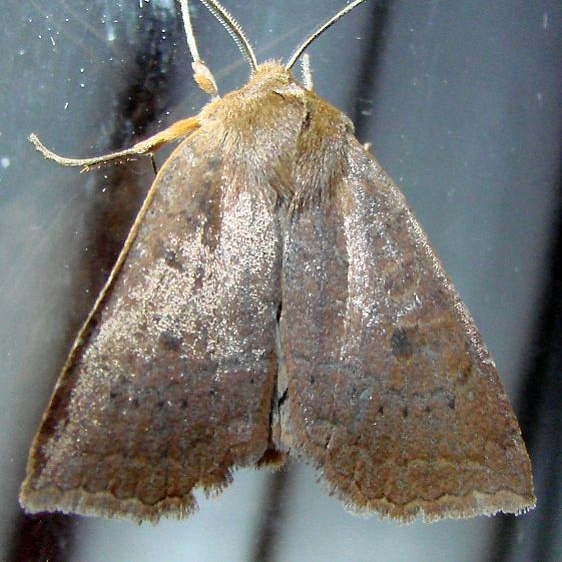 09945 Footpath Sallow yard 10-21-09