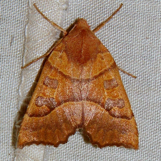 09952-Scalloped-Sallow-Thunder-Lake-Mich-9-4-11