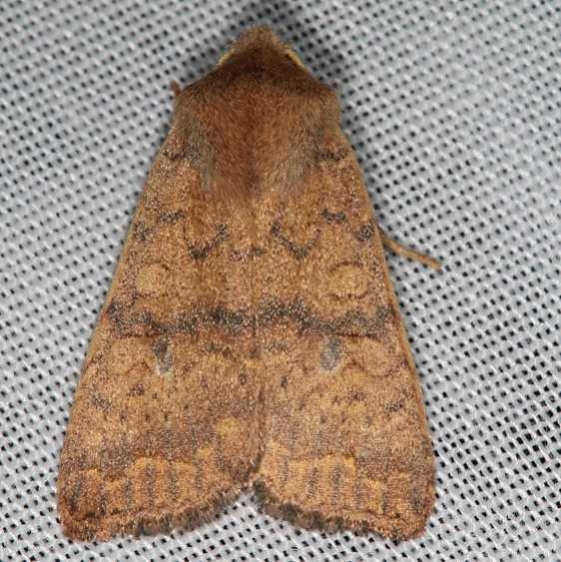 9957 Bicolored Sallow Moth yard 10-12-16_opt