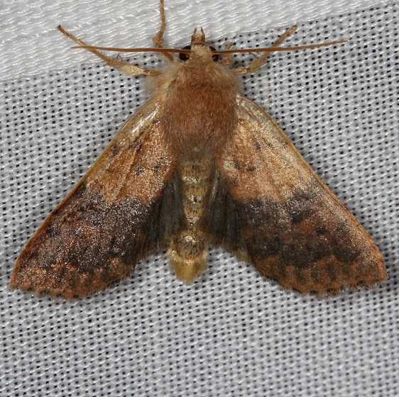 09957 Bicolored Sallow Thunder Lake UP Mich 9-27-13_opt