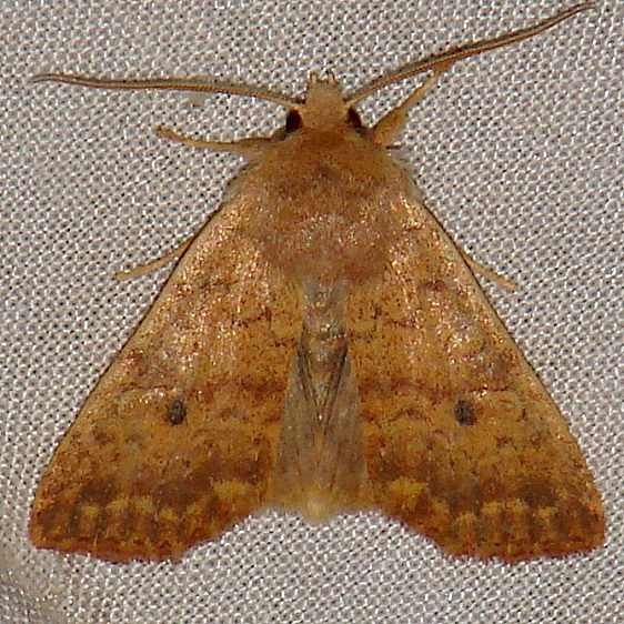 09957 Bicolored Sallow Thunder Lake UP Mich 9-29-09