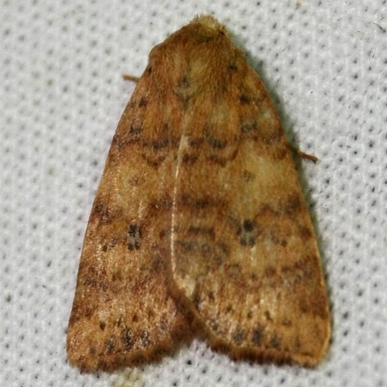 09961 Dotted Sallow at ChatteauAdams Co 9-13-09