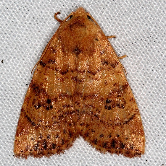 9962 Puta Sallow Moth Whispering Pines Resort Thunder Lk Mich 8-27-21