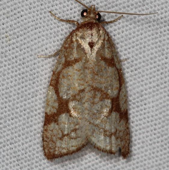 3581 Dorithia semicirculana Mesa Verde National Pk Colorado 6-9-17 (45)_opt