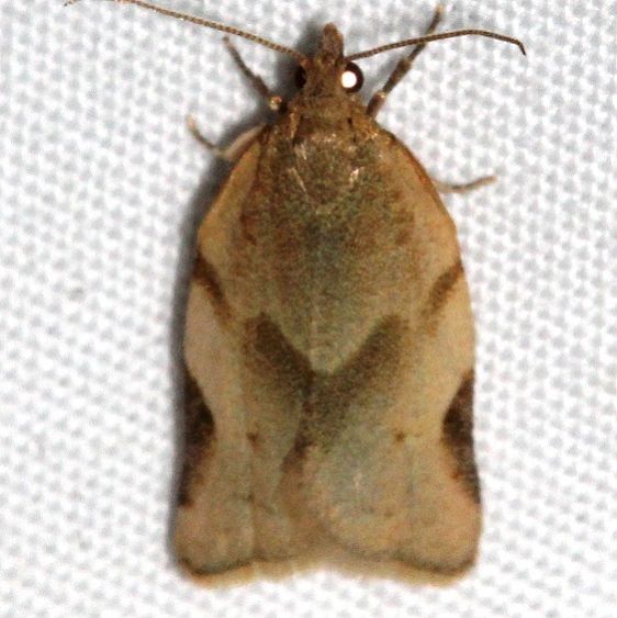 3618 Argyrotaenia dorsalana Colorado Natl Monument 6-16-17 (174)_opt